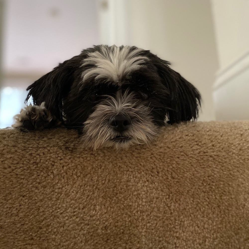 Meet your Posher, Hayley